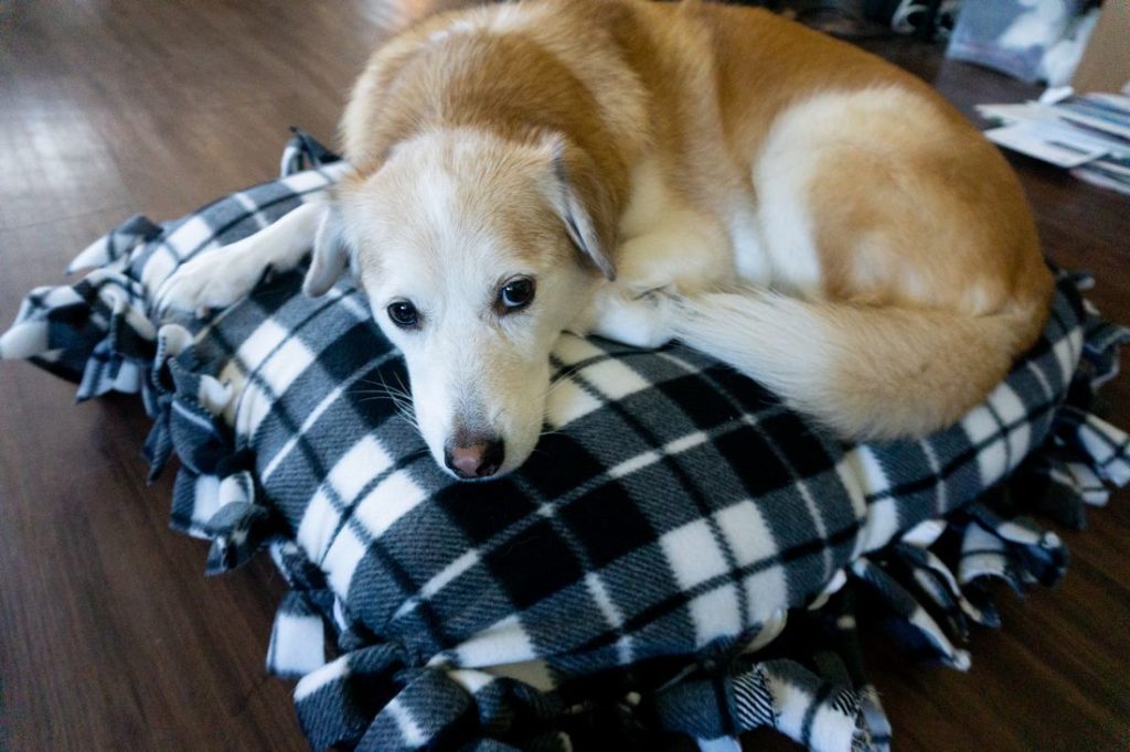 No Sew Buffalo Plaid Dog Bed