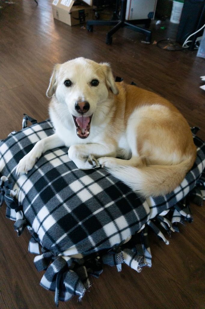 Z yawning on the buffalo plaid bed