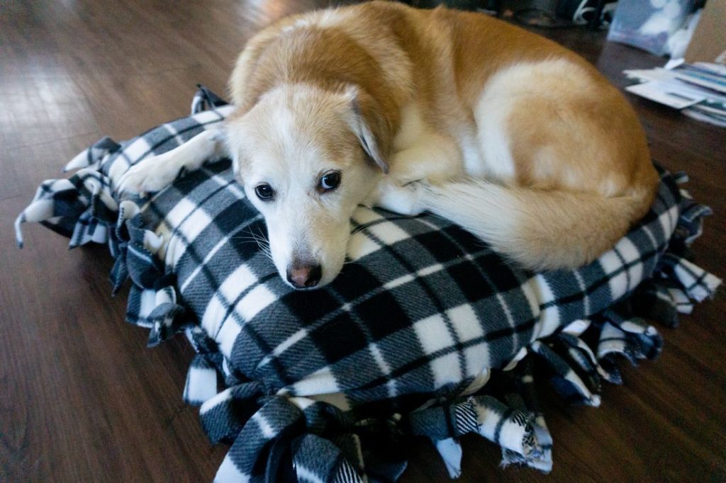 Z on the no sew buffalo plaid dog bed